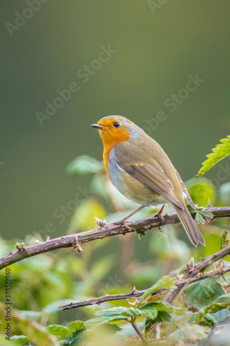 European robin bird Erithacus rubecula singing