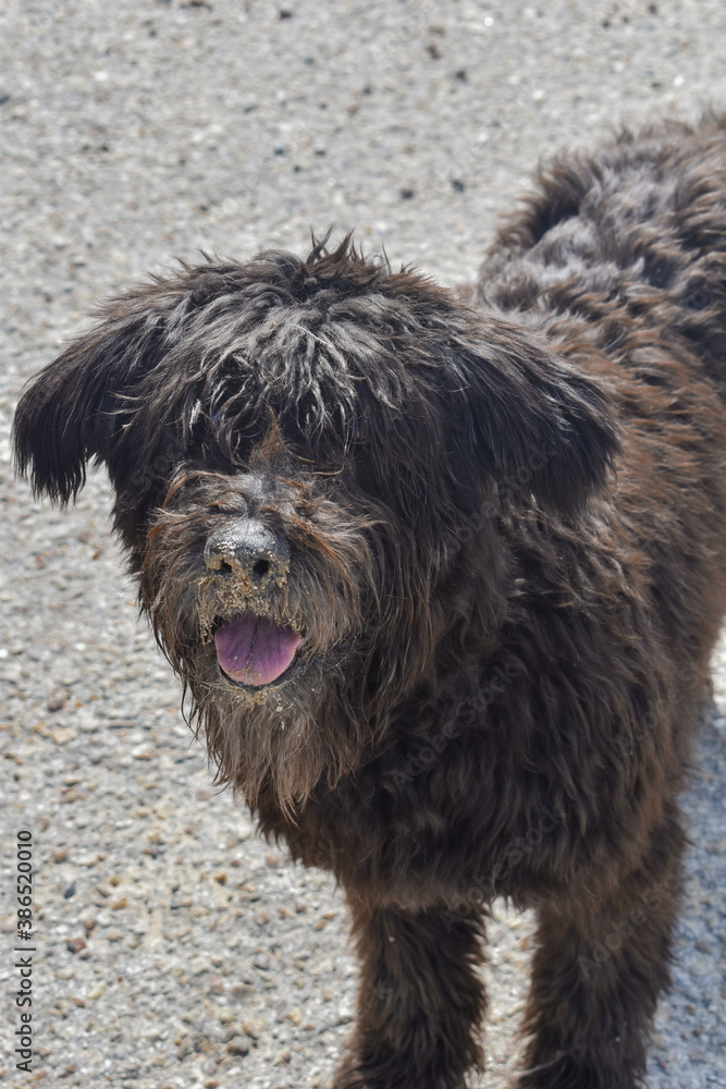 Fototapeta premium Perro negro mirando a un lado