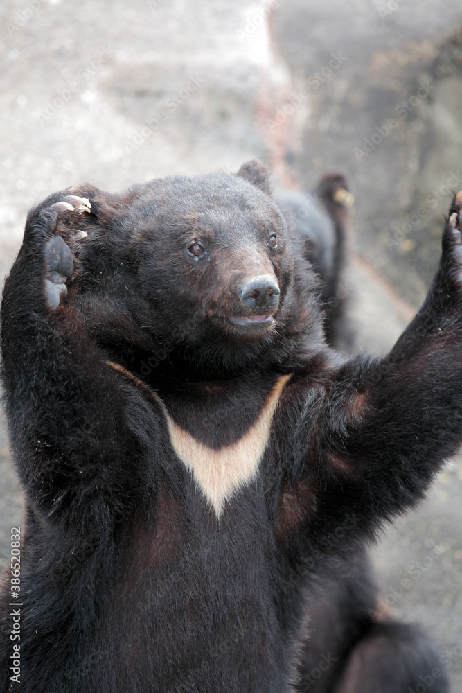 Fototapeta premium 阿仁熊牧場ツキノワグマ