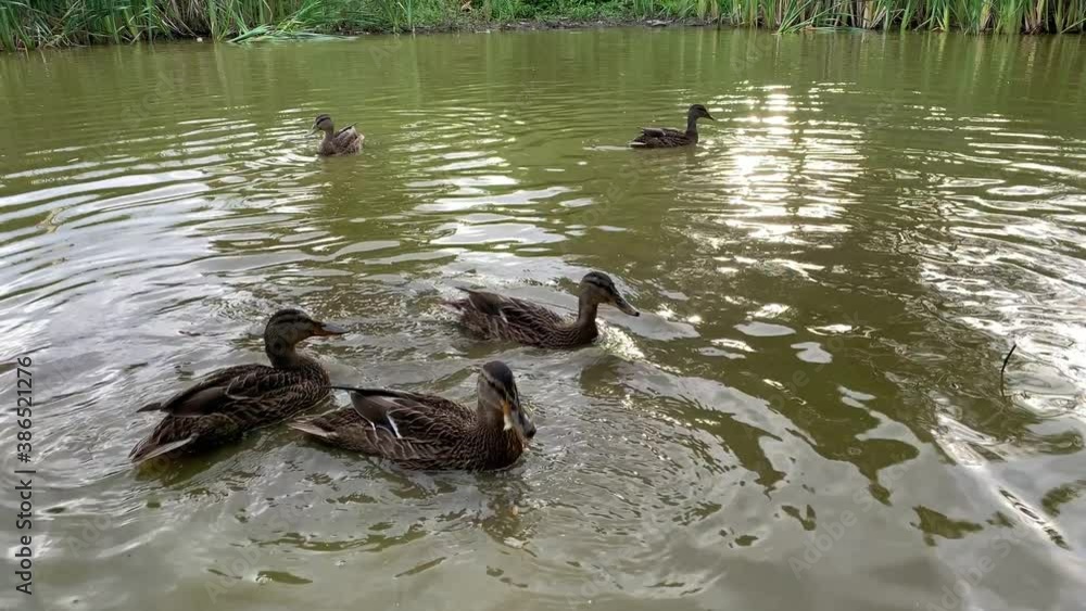 Many ducks swimming on the pond and eating bread, duck feeding concept Many ducks swimming on the pond and eating bread, duck feeding concept