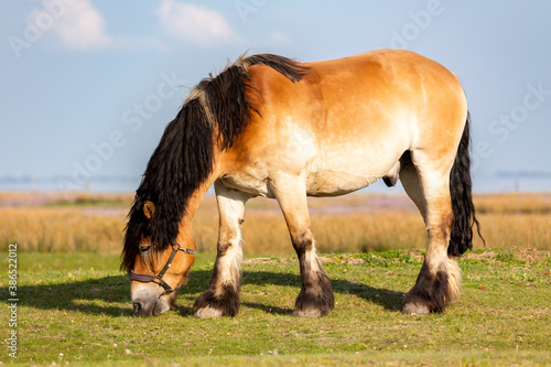 Horse on the salt meadows on the East Frisian island Juist, Germany.