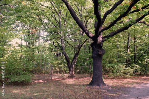 Fototapeta Naklejka Na Ścianę i Meble -  A tree with spreading branches in the autumn park.