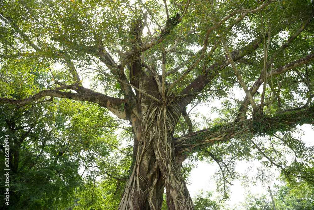 Fototapeta premium Roots of a tree isolated on white background, vertical photo of an old tree in a green forest.