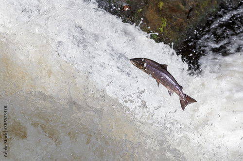 Large  silver atlantic salmon leaping up a waterfall shunning in the sunshine  in way to spawing grounds in the northern highland of Scotland.