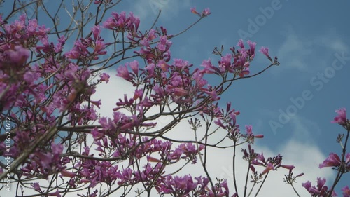 Tilt up shot of a blooming Jacaranda tree against blue sky. Medium shot