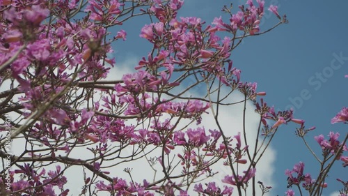 Tilt down shot of a blooming Jacaranda tree against blue sky. Medium shot