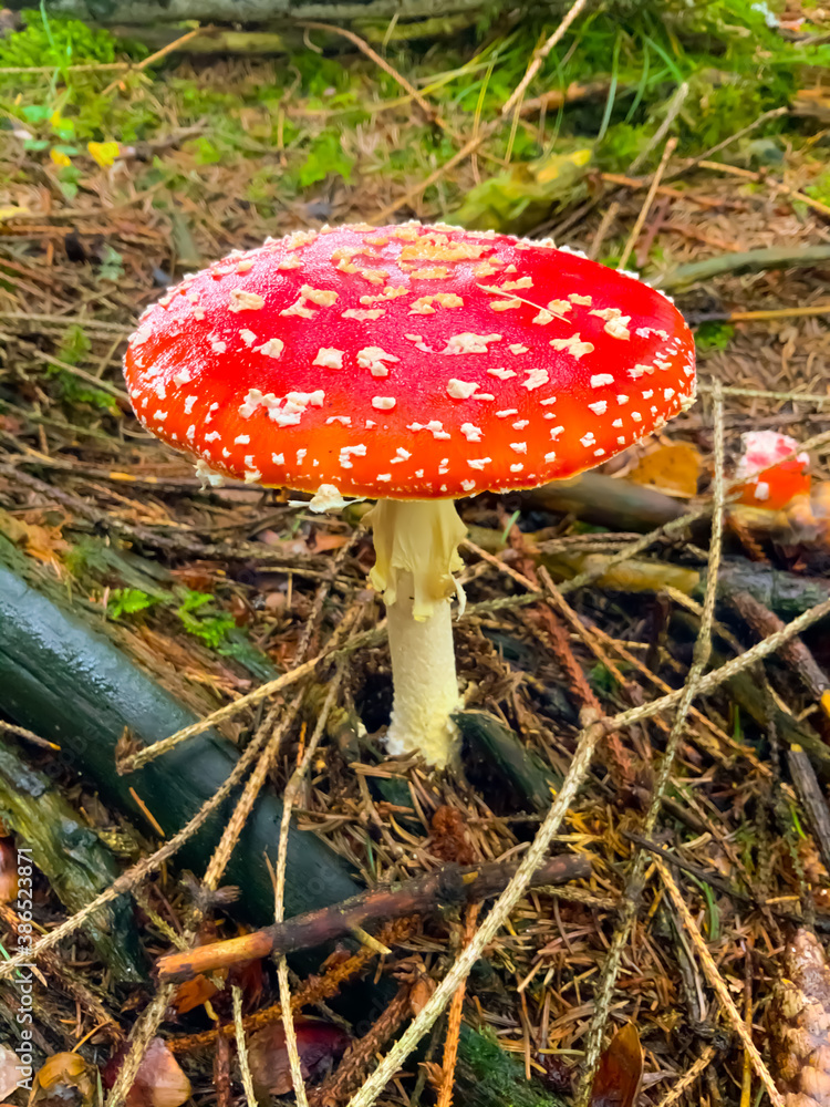 Fliegenpilze im Herbst im oberbergischen Land Fliegenpilze im Herbst im oberbergischen Land
