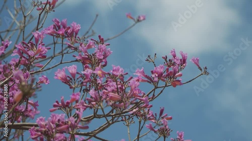 Close up shot of a blooming Jacaranda tree against the sky and birds flying on background