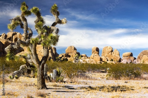 Isolated Joshua Tree (Yucca Brevifolia) and Mojave Desert Landscape on a Sunny Winter Day in National Park, Souther California USA