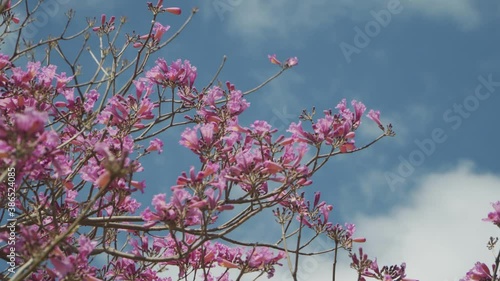 Medium shot of a beautiful Jacaranda tree moving with the wind against blue sky