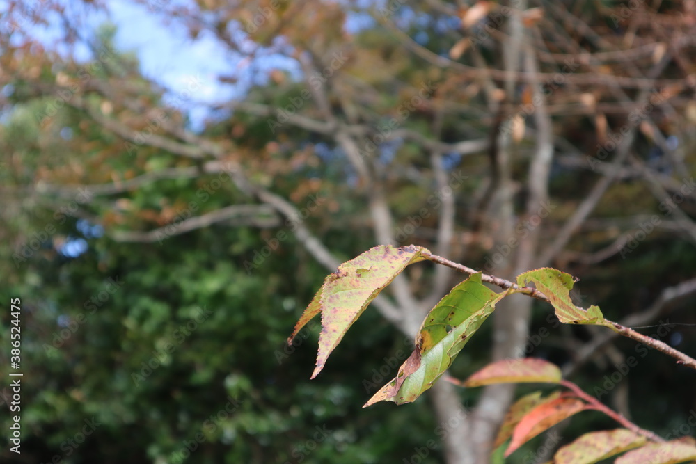 紅葉 紅葉