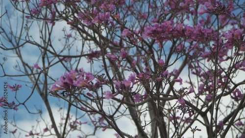Medium shot of a Jacaranda tree moving with the wind and blue sky on background