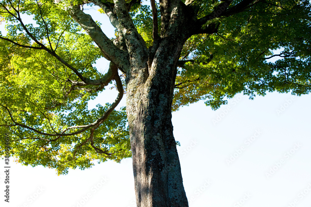 Obraz premium 1本の木