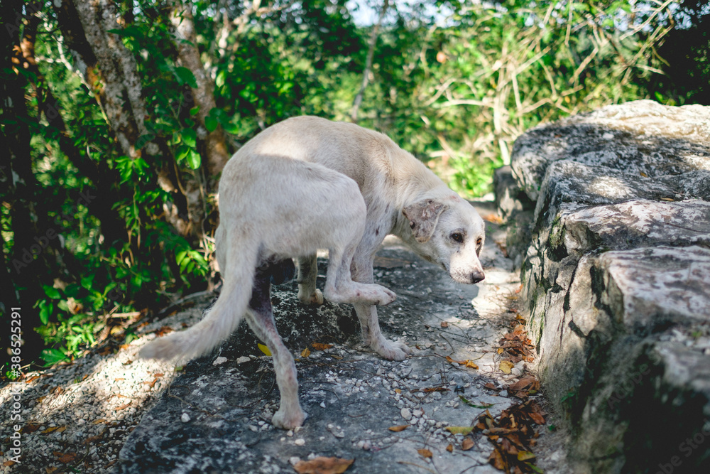 Obraz premium Cream Dog at the top of the Nohoch Mul Mayan Pyramid in the jungle at Coba, Mexico