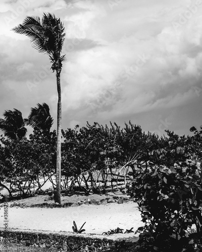 Palms, sand and trees with wind on the beach in a cloudy day (in black and white)