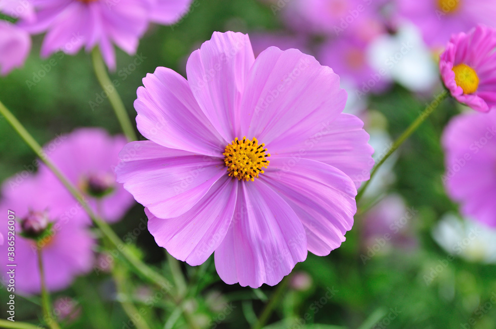 Obraz premium コスモス