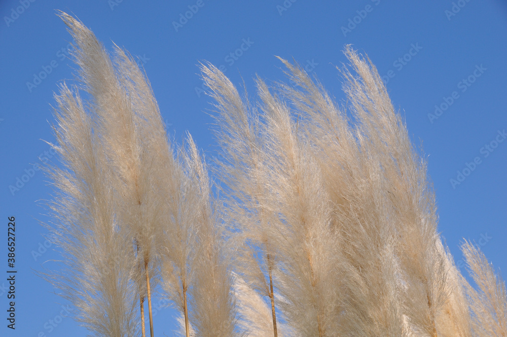 Obraz premium パンパスグラス
