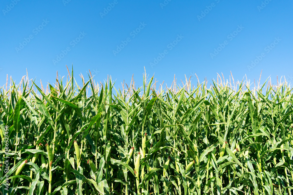 Stalks of green corn with ears and leaves on an industrial agriculture field against the background of the blue sky Stalks of green corn with ears and leaves on an industrial agriculture field against the background of the blue sky