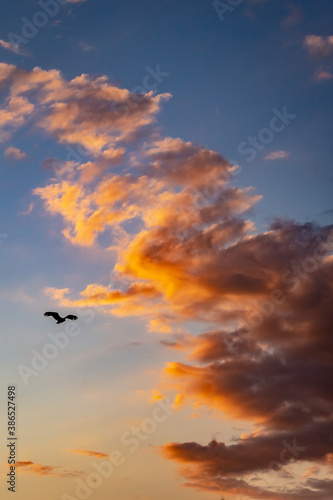 Bird and clouds at Sunset