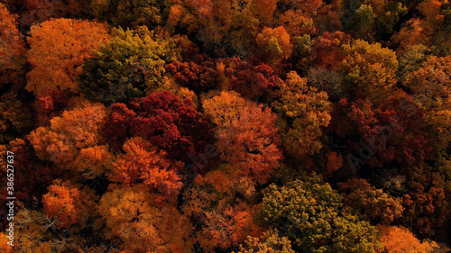 The Autumn colors. Aerial view of trees in fall season, bright red foliage. Forest from above