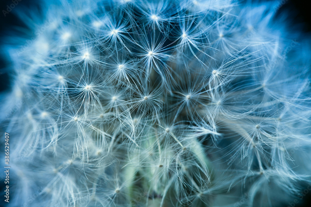 Fluffy dandelion on a dark background. Soft and gentle dry flower seeds. Macro image Fluffy dandelion on a dark background. Soft and gentle dry flower seeds. Macro image