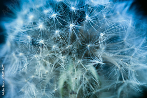 Fluffy dandelion on a dark background. Soft and gentle dry flower seeds. Macro image