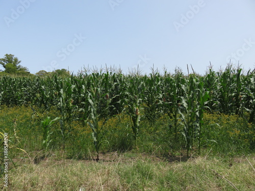 Foto de una plantación de maíz, con mazorcas creciendo en las plantas.