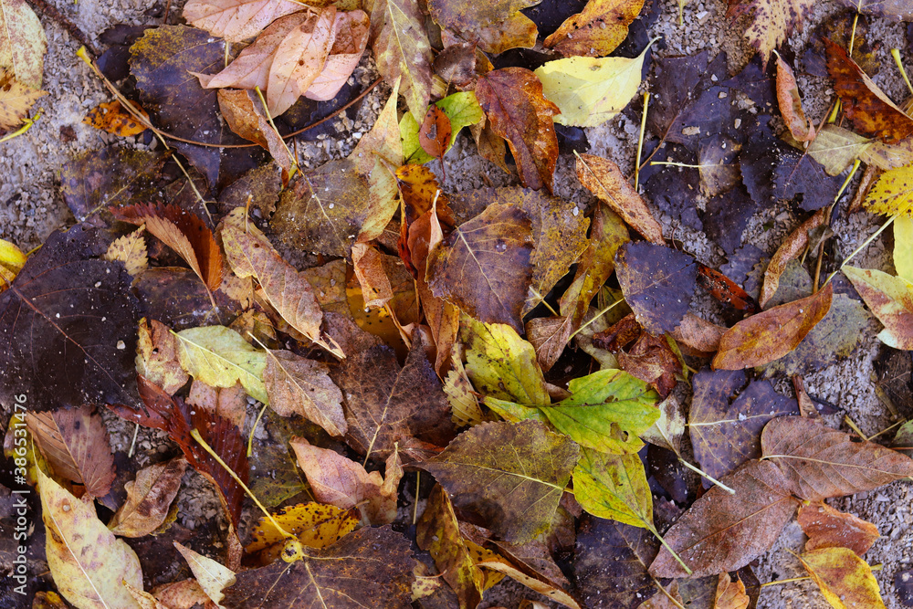 Beautiful autumn view with yellow leaves. Colorful foliage in the park. Fall natural background.