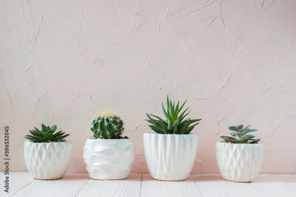 Different succulent plants in different pots. Indoor plants at home on a white shelf. There is space for text. Minimalism.