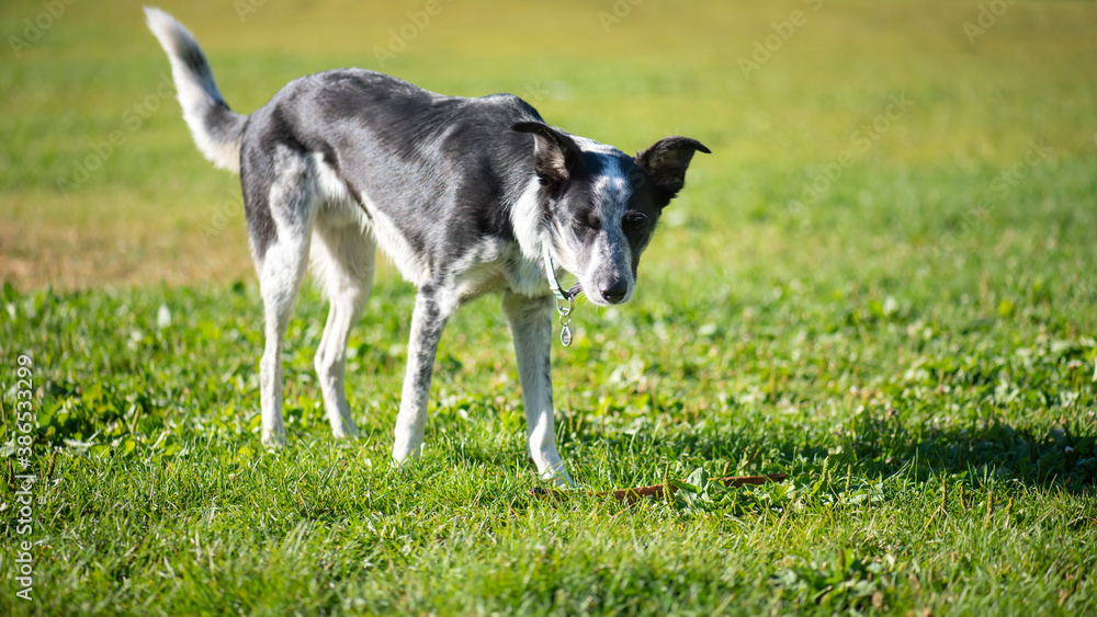 Border collie blue heeler dog outside on grass in park
