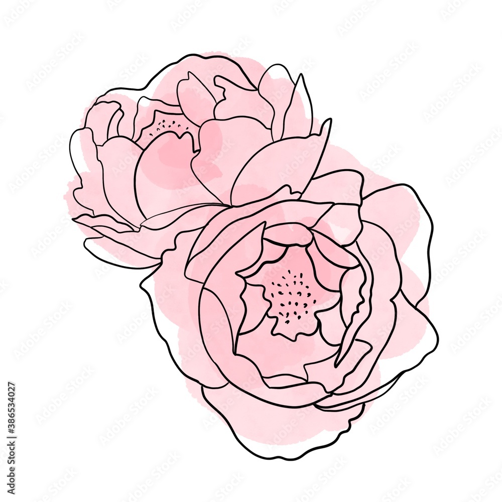 pink rose flower