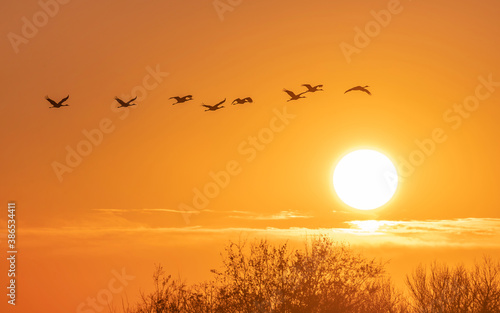 Birds are flying over sunrise sky
