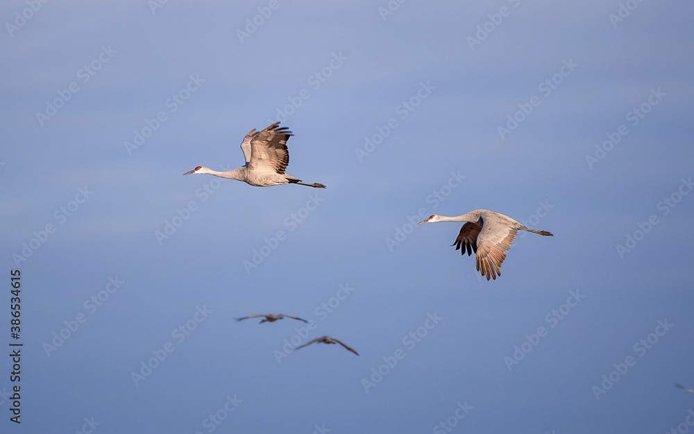 Obraz premium Sandhill Cranes are flying through cloudy sky