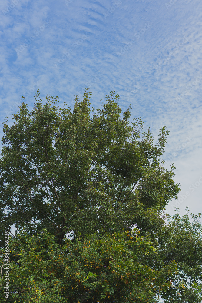 Obraz premium 秋の空