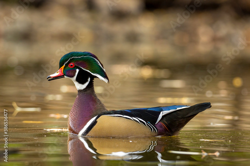 Fotografie Wood duck drake displaying his colors
