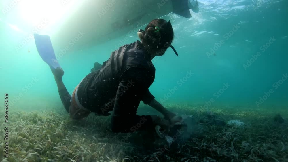 Extraction of queen conch botutos by diver in thalassa meadow in the Caribbean Aliger gigas (Strombus Gigas Lobatus Gigas) Extraction of queen conch botutos by diver in thalassa meadow in the Caribbean Aliger gigas (Strombus Gigas Lobatus Gigas)