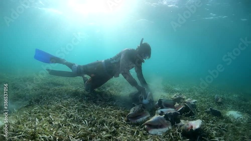 Extraction of queen conch botutos by diver in thalassa meadow in the Caribbean Aliger gigas (Strombus Gigas Lobatus Gigas) photo