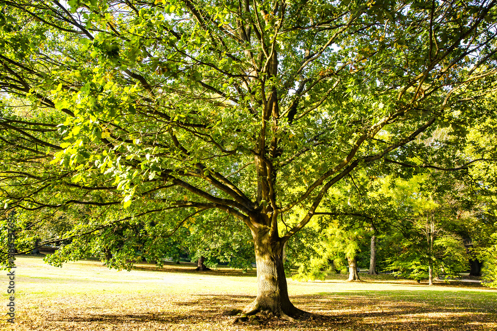 Naklejka premium Beautiful Oak