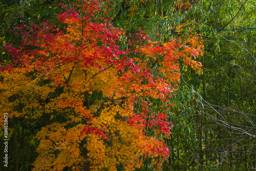 もみじの紅葉