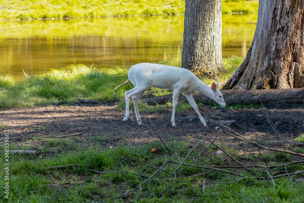 White deer. Rare white colored white tailed deer. Native Americans even believed they were