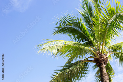 Coconut palm trees  beautiful tropical with sky and clouds.