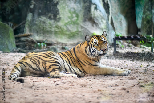 Select focus of Bengal Tiger in Thailand