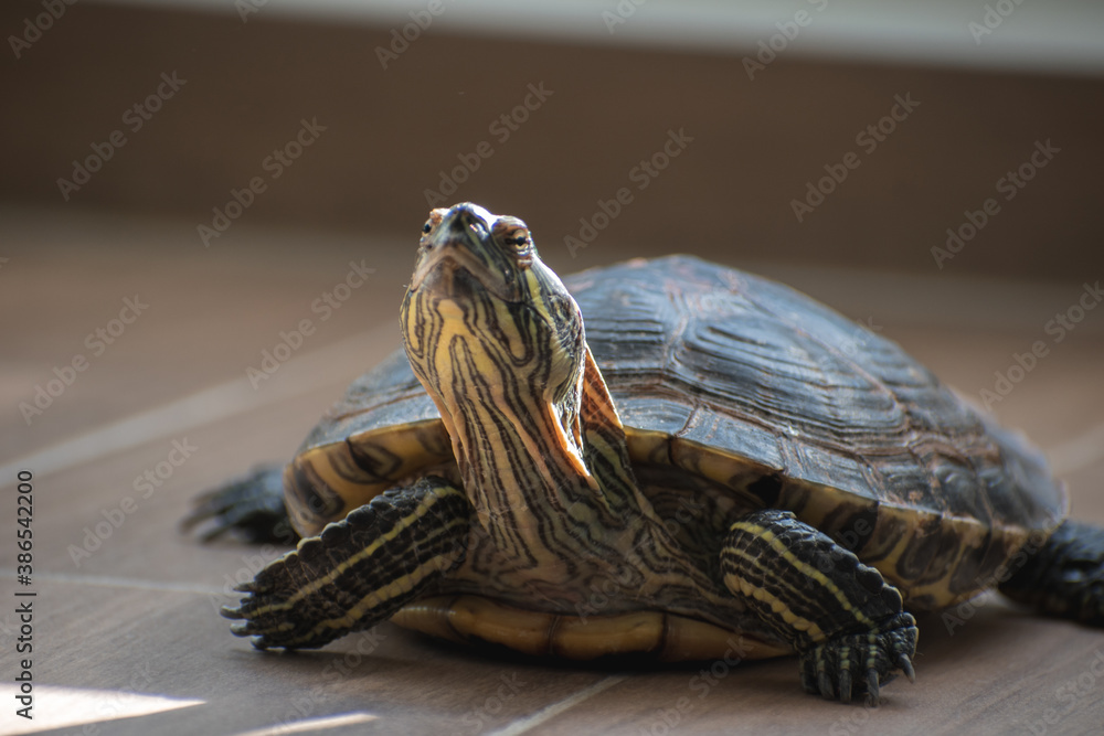 Obraz premium Tortuga observando al frente bajo un tenue rayo de sol