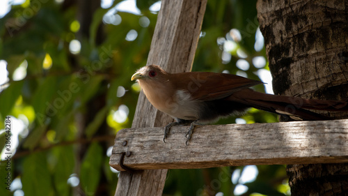 Brazilian Squirrel Cuckoo photo