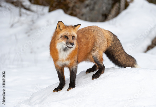 Red Fox