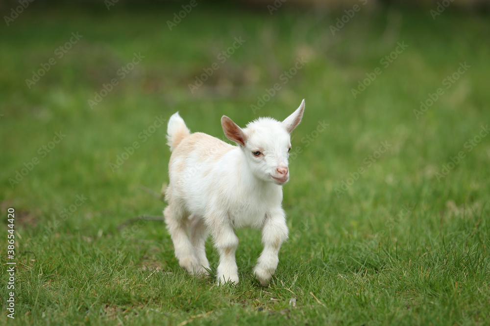 Lovely white baby goat running on grass Lovely white baby goat running on grass