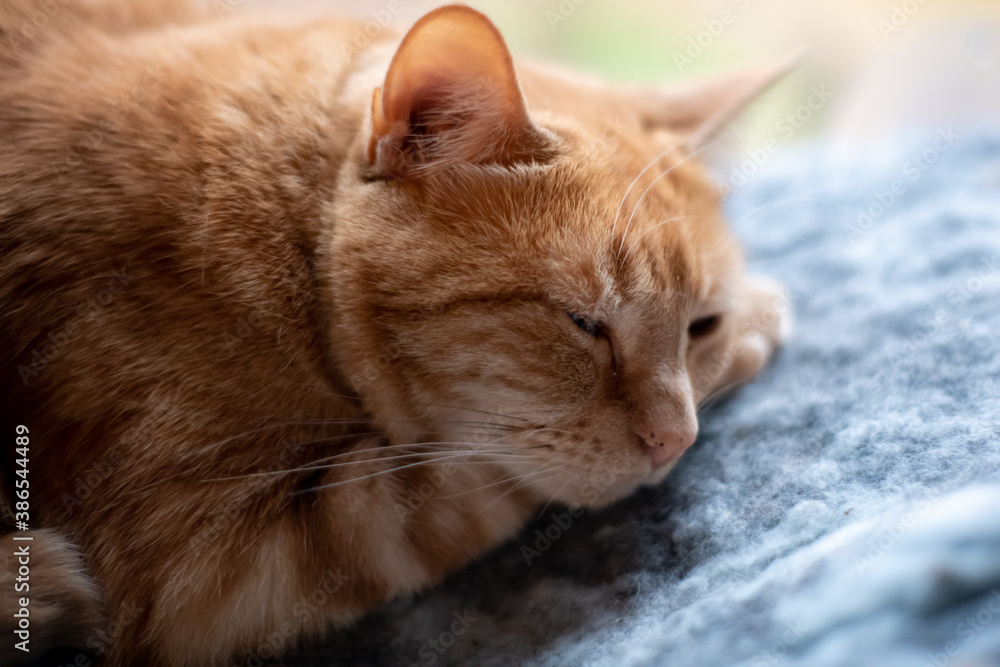 Adorable ginger cat napping, sleeping on her paw while laying on blue and grey blanket. 