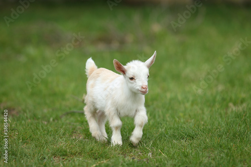 Lovely white baby goat running on grass