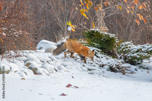 Single red fox seen in snowy rock area with green shrubs in northern Canada, Yukon Territory.  Taken just as the first snowfall hit the ground.  © Scalia Media