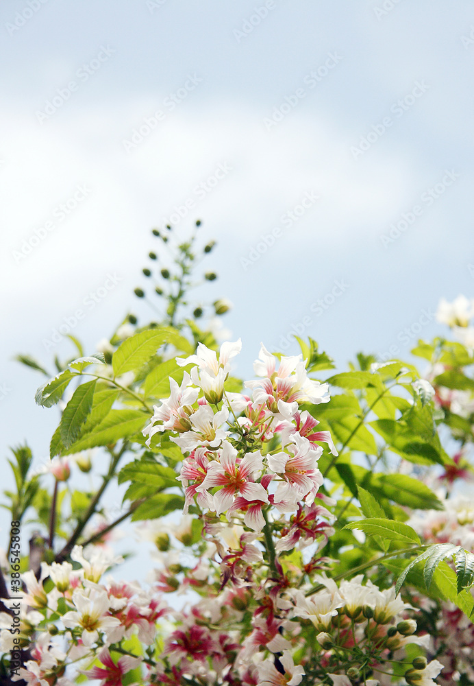 tree blossom tree blossom